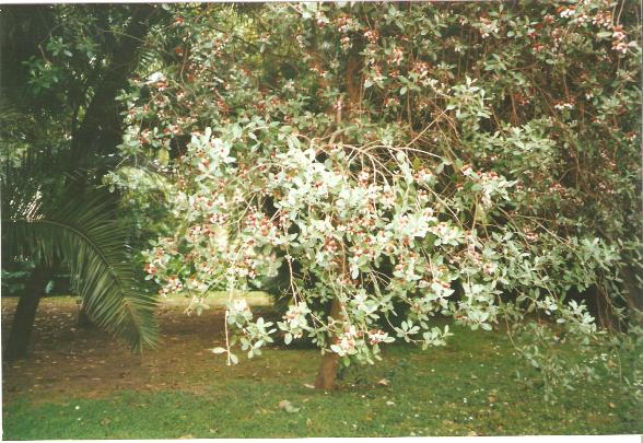 giardino botanico di napoli -22